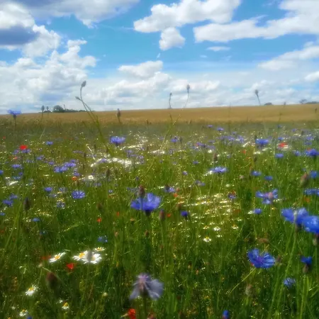 Fischstuebchen Neeberg 2 - Meerjungfrau