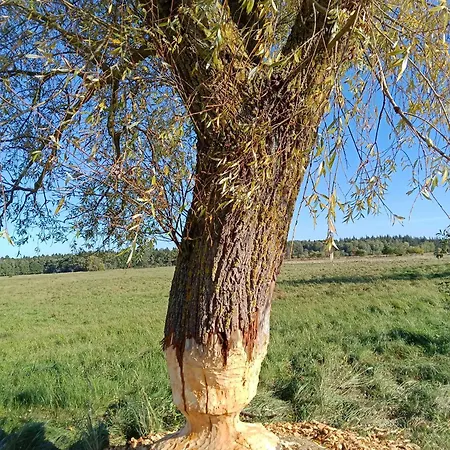 Fischstuebchen Neeberg 2 - Meerjungfrau Апартаменты Krummin