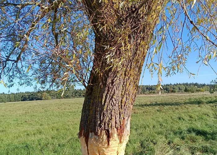 Fischstuebchen Neeberg 2 - Meerjungfrau Apartament Krummin